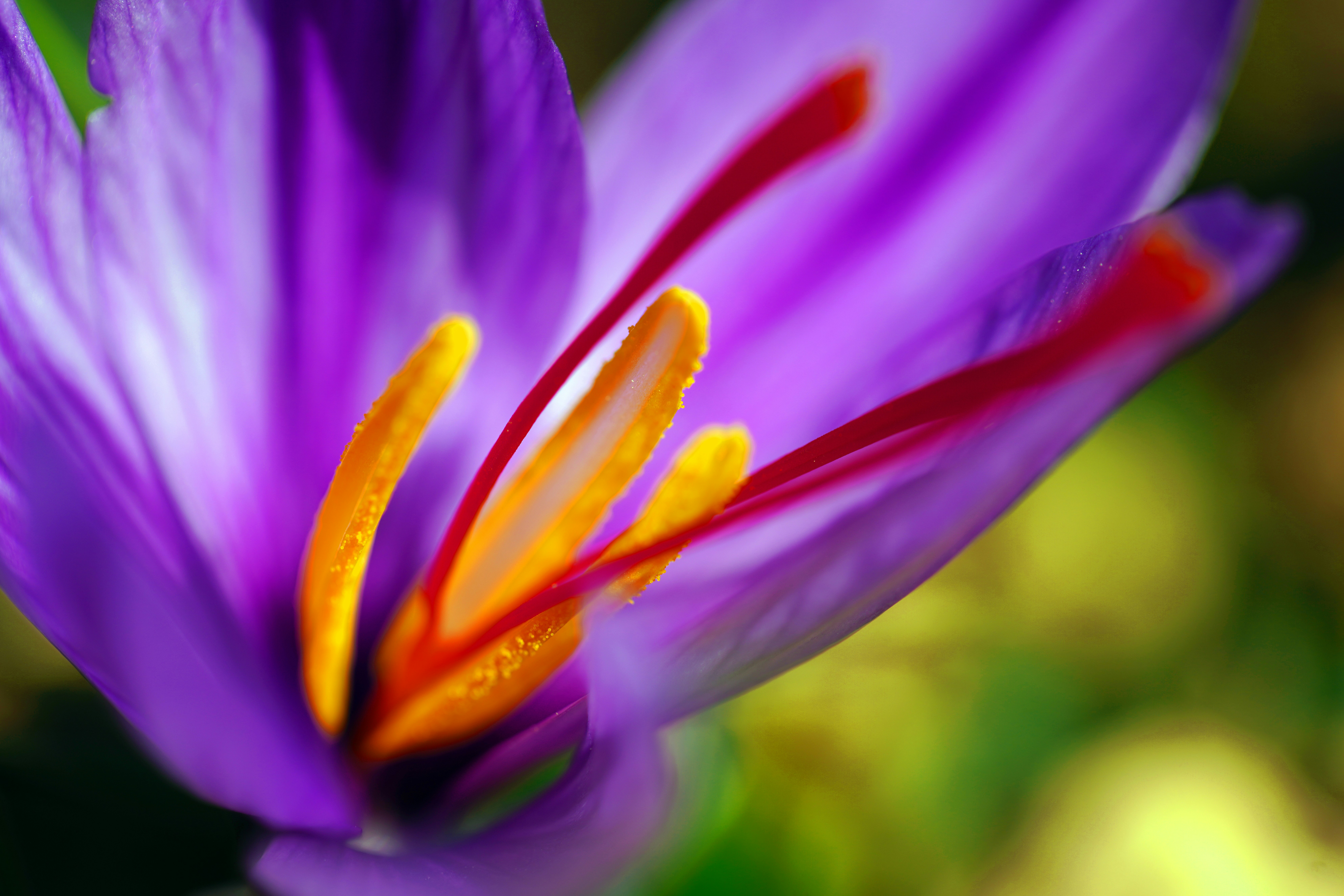 Iranian Saffron — زعفران ایرانی